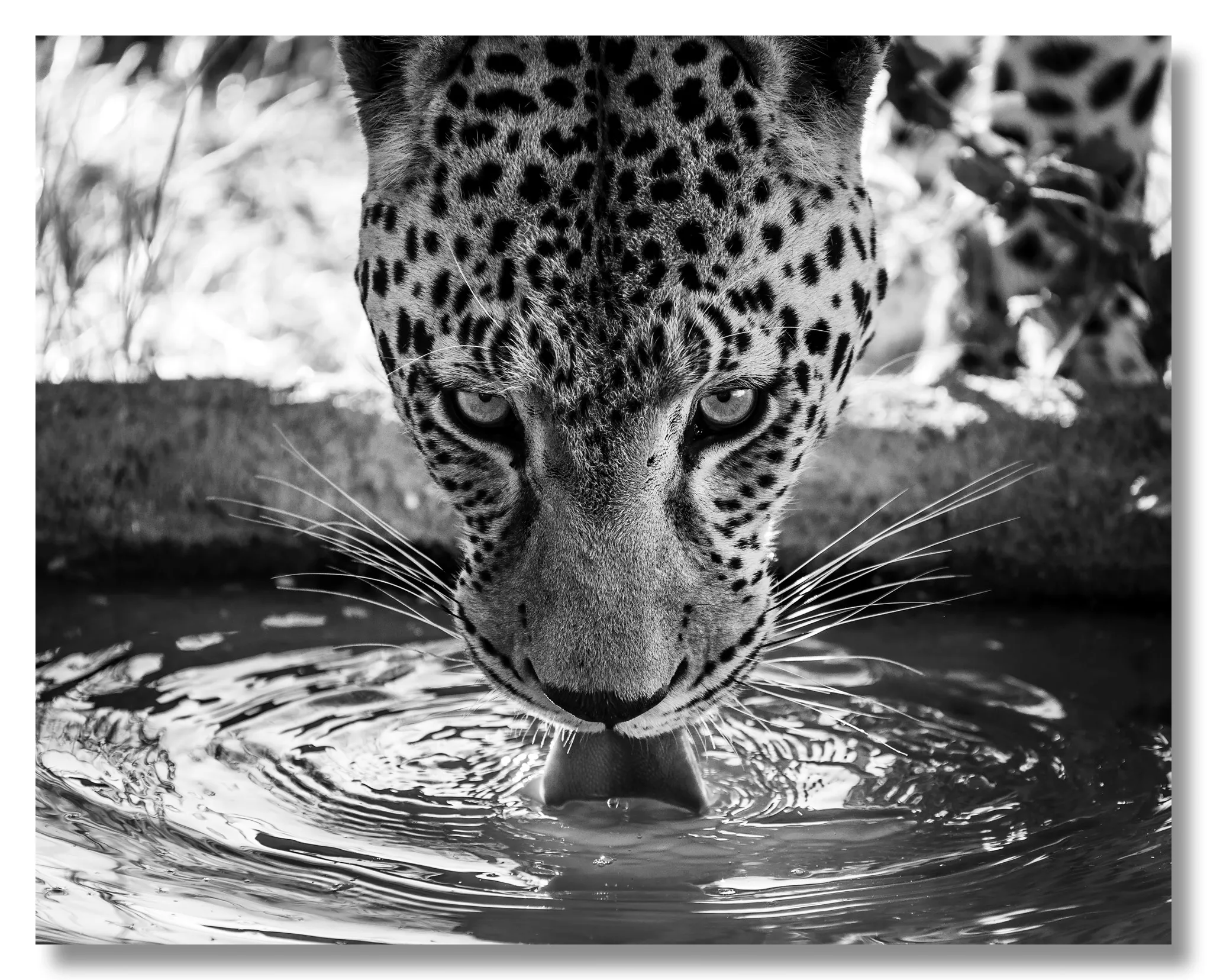 Quench Your Thirst