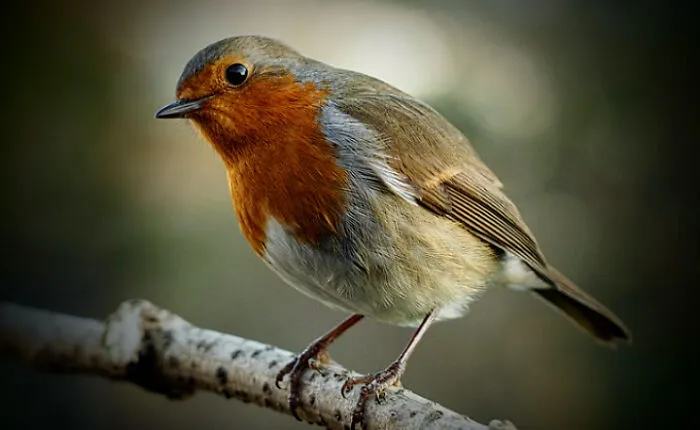 Robin In A Horror Film