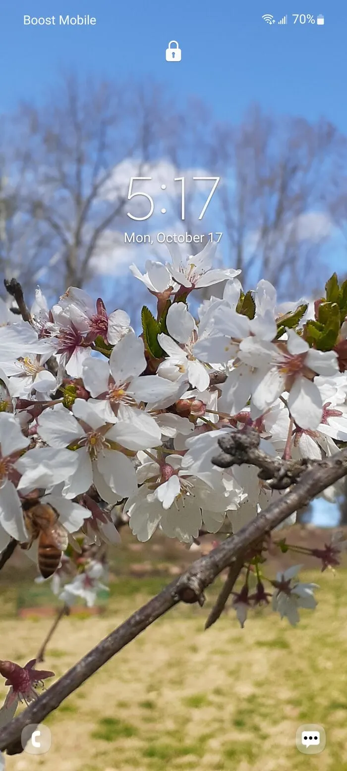 First Honeybee Of The Spring