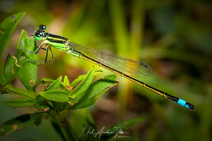A Gorgeous Damselfly