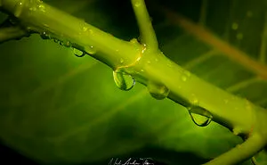 “An Amazing World Right Under Your Nose”: 24 Pictures Of Nature That I Took With A Macro Lens