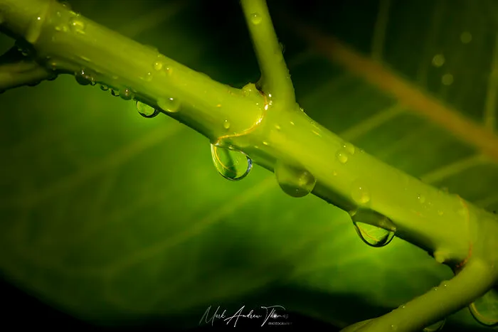 Raindrops