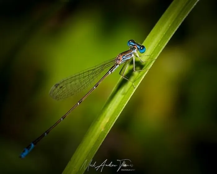 A Gorgeous Blue Damselfly