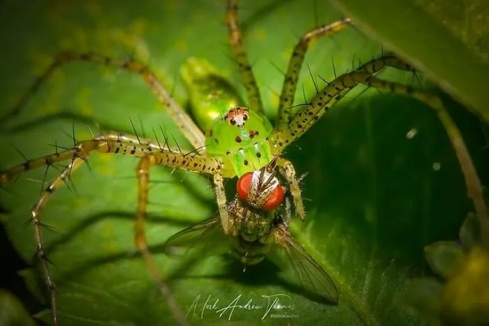 A Green Lynx Spider Enjoys Its Fly Juice Box