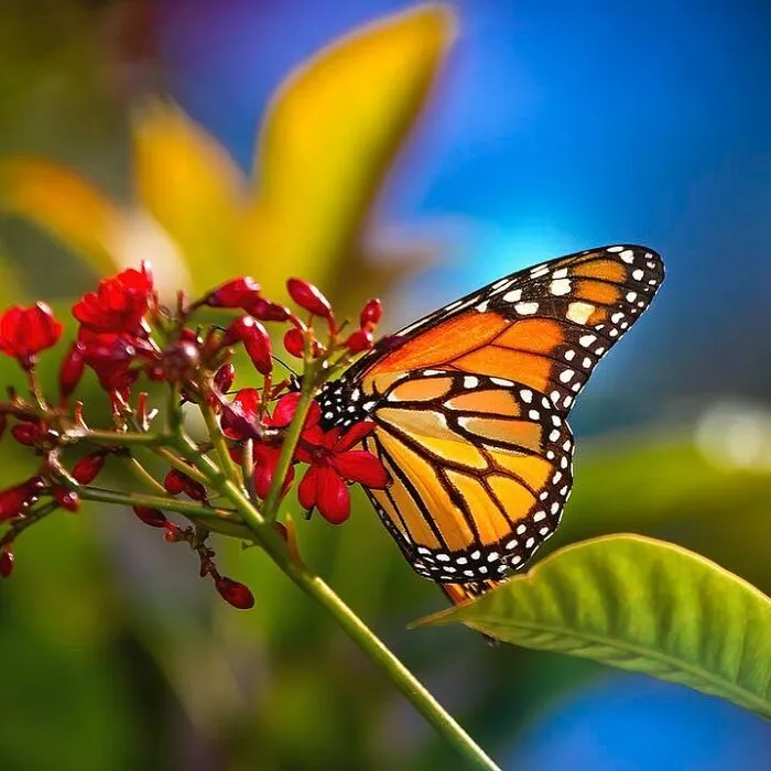 Monarch Butterfly
