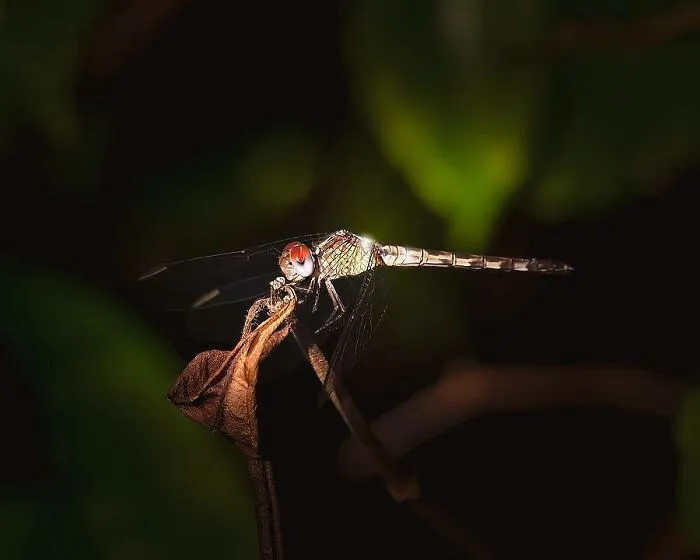 “The Dragonfly That Loved Sunset”