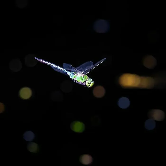 A Green Darner Dragonfly Hovers Over Our Pond For A Split Second Before Darting Away Again