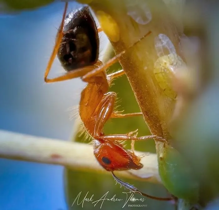 Carpenter Ant