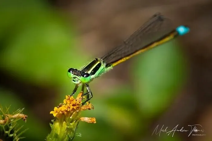 Damselfly