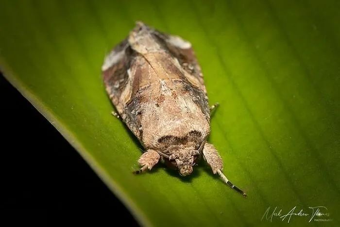 Moth