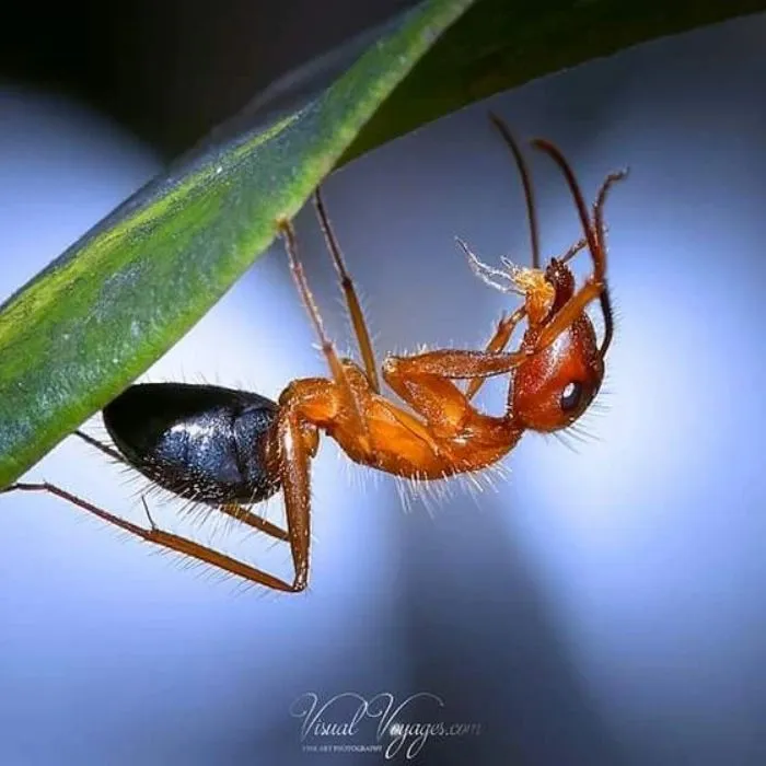 Carpenter Ant