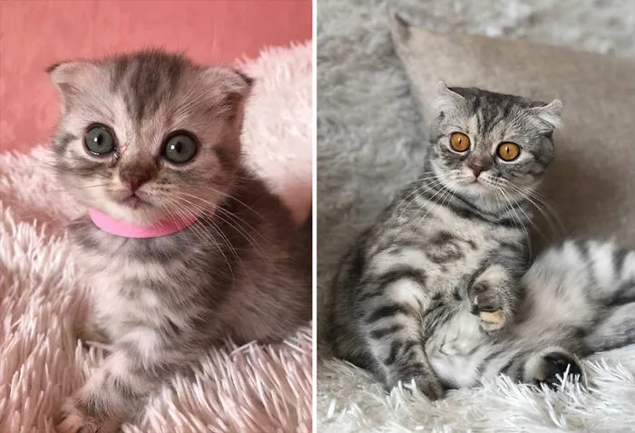 30 Fotos mostrando el crecimiento de estos adorables gatos