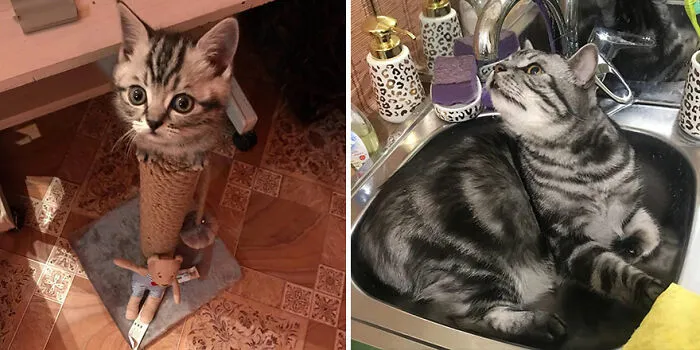 30 Fotos mostrando el crecimiento de estos adorables gatos