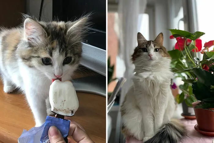 30 "Then And Now" Pics Of Adorable Kittens Turning Into Majestic Cats, As Shared On This "Cat Grows" Group