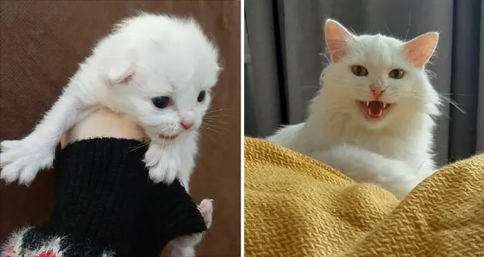 30 Fotos mostrando el crecimiento de estos adorables gatos