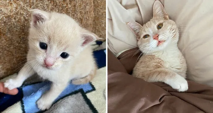 30 Fotos mostrando el crecimiento de estos adorables gatos
