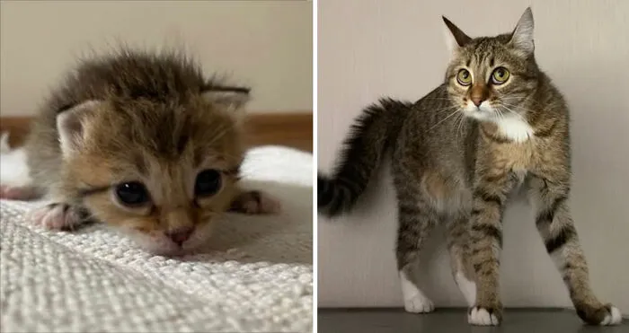 30 Fotos mostrando el crecimiento de estos adorables gatos