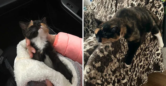 30 Fotos mostrando el crecimiento de estos adorables gatos