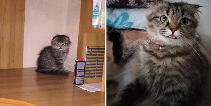 30 Fotos mostrando el crecimiento de estos adorables gatos