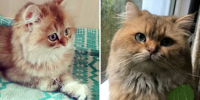 30 "Then And Now" Pics Of Adorable Kittens Turning Into Majestic Cats, As Shared On This "Cat Grows" Group