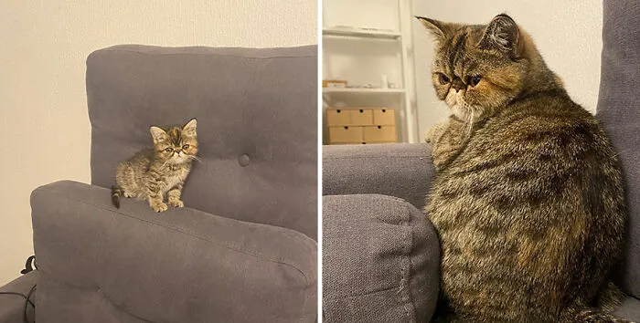 30 Fotos mostrando el crecimiento de estos adorables gatos