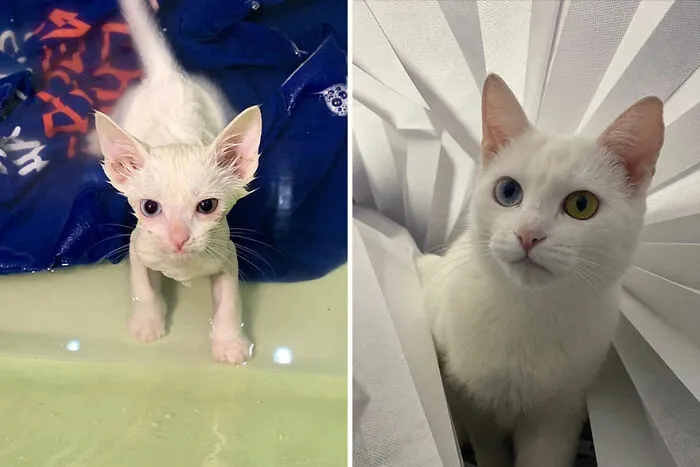 30 "Then And Now" Pics Of Adorable Kittens Turning Into Majestic Cats, As Shared On This "Cat Grows" Group