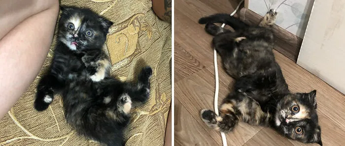 30 Fotos mostrando el crecimiento de estos adorables gatos