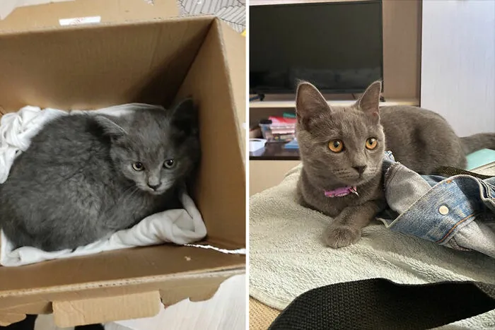 30 Fotos mostrando el crecimiento de estos adorables gatos