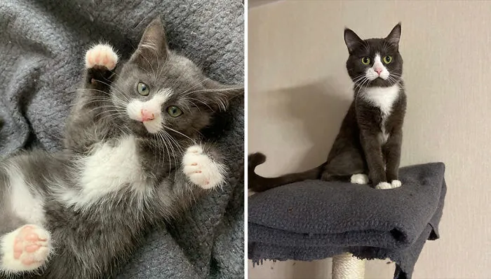 30 "Then And Now" Pics Of Adorable Kittens Turning Into Majestic Cats, As Shared On This "Cat Grows" Group