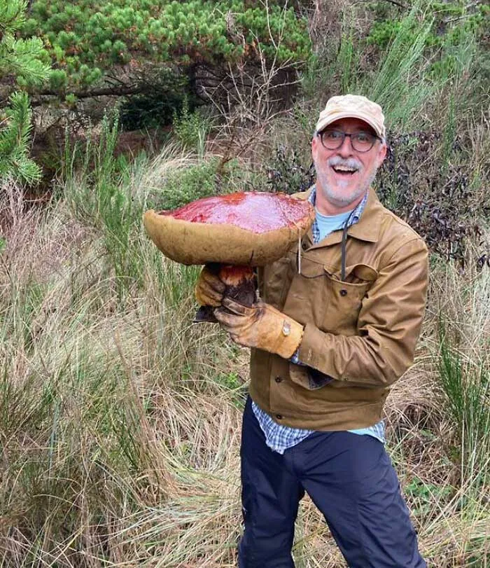 Massive Bolete