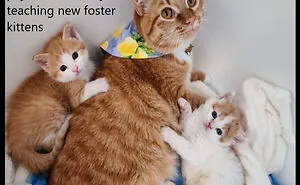 The Paralyzed cat Was Adopted By A Couple, And Their Narrative Went Viral