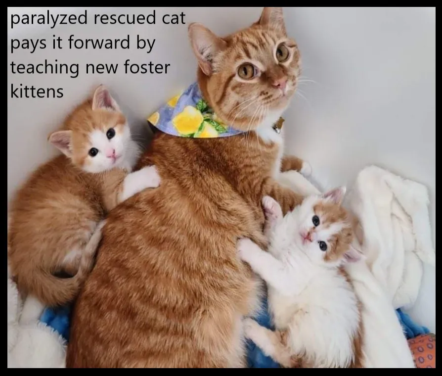 The Paralyzed cat Was Adopted By A Couple, And Their Narrative Went Viral