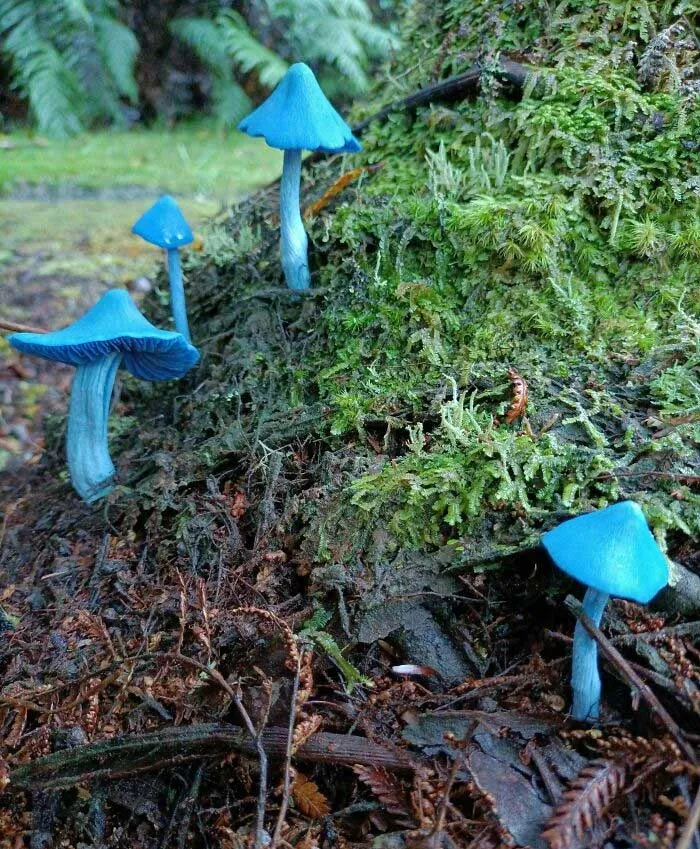 Hermosos hongos en mi propio jardín