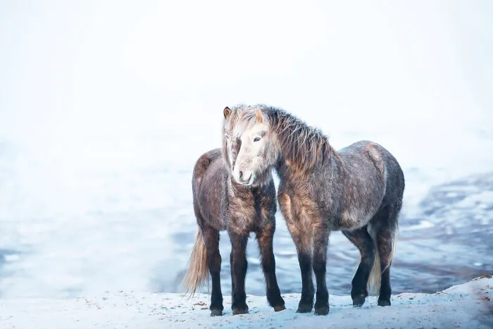 I Am A Photographer Who Traveled Iceland In Winter To Capture Beautiful Animals (15 Pics)