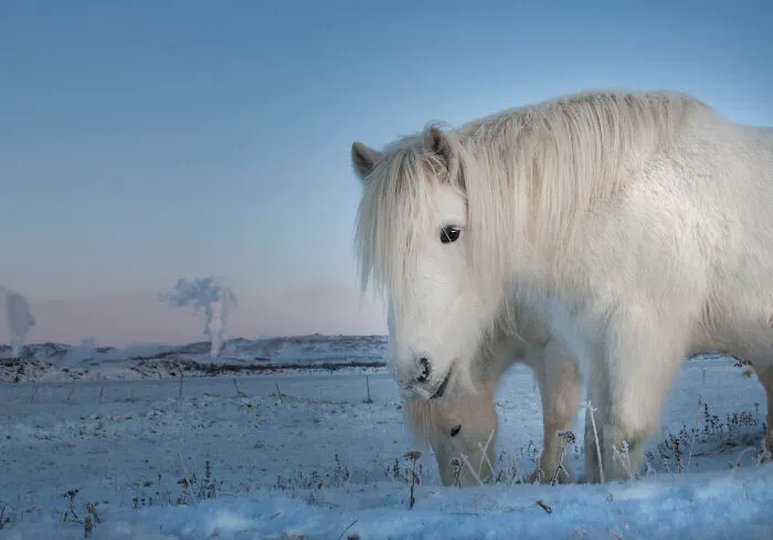 I Am A Photographer Who Traveled Iceland In Winter To Capture Beautiful Animals (15 Pics)