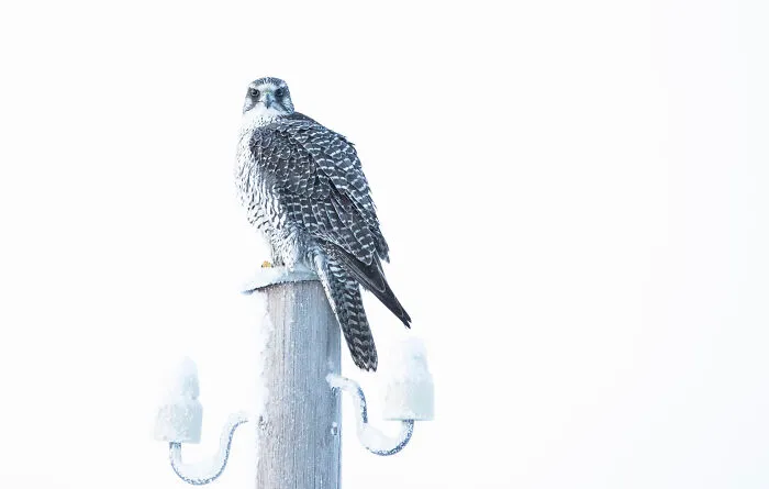 I Am A Photographer Who Traveled Iceland In Winter To Capture Beautiful Animals (15 Pics)