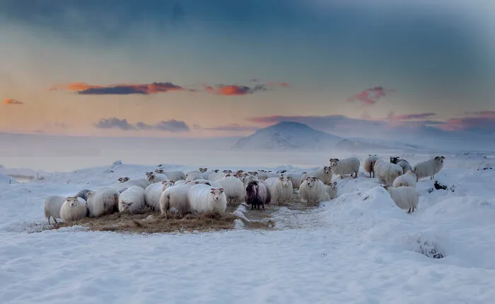I Am A Photographer Who Traveled Iceland In Winter To Capture Beautiful Animals (15 Pics)