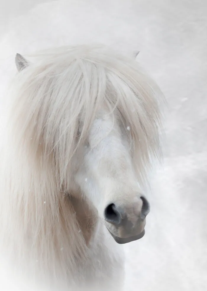 I Am A Photographer Who Traveled Iceland In Winter To Capture Beautiful Animals (15 Pics)