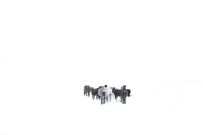 I Am A Photographer Who Traveled Iceland In Winter To Capture Beautiful Animals (15 Pics)