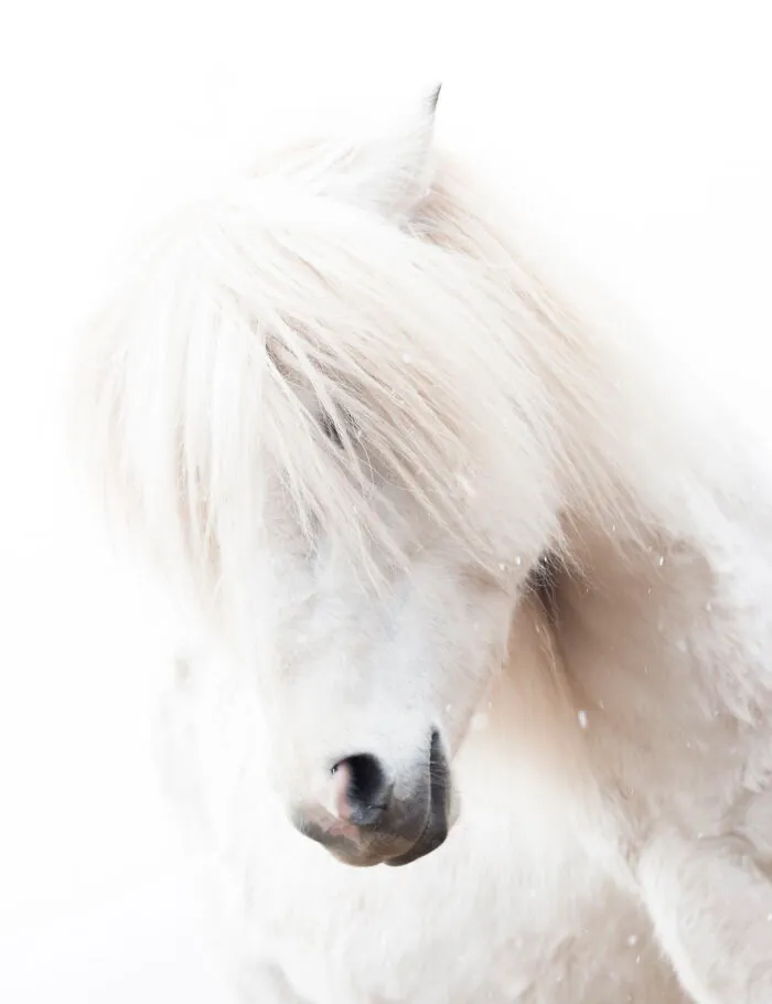I Am A Photographer Who Traveled Iceland In Winter To Capture Beautiful Animals (15 Pics)
