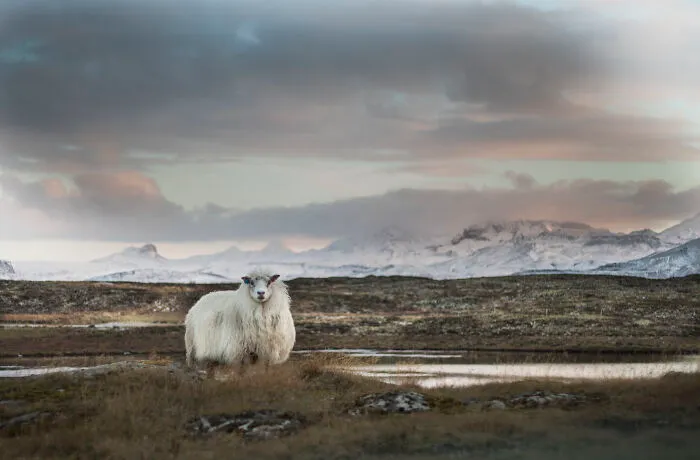 I Am A Photographer Who Traveled Iceland In Winter To Capture Beautiful Animals (15 Pics)