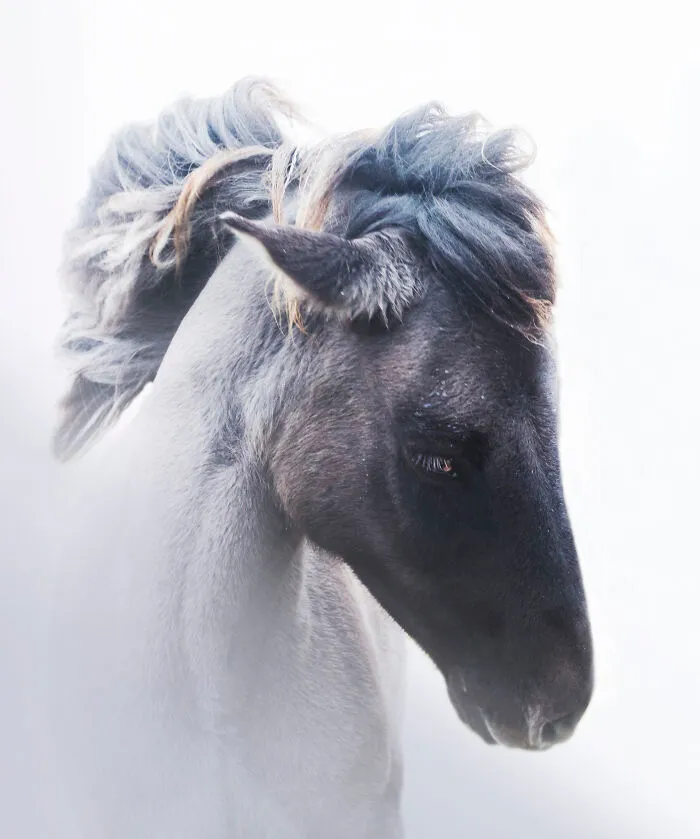 I Am A Photographer Who Traveled Iceland In Winter To Capture Beautiful Animals (15 Pics)