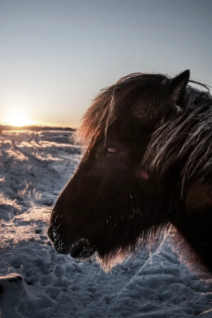 I Am A Photographer Who Traveled Iceland In Winter To Capture Beautiful Animals (15 Pics)
