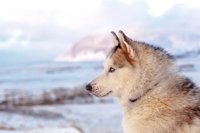 I Am A Photographer Who Traveled Iceland In Winter To Capture Beautiful Animals (15 Pics)
