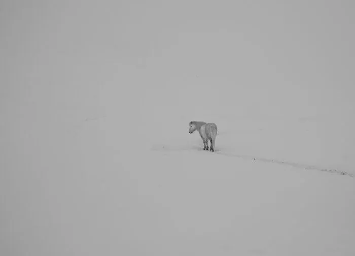I Am A Photographer Who Traveled Iceland In Winter To Capture Beautiful Animals (15 Pics)