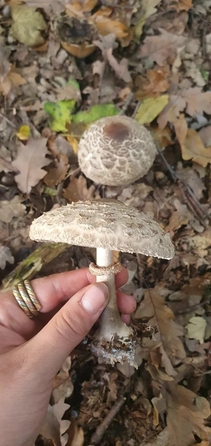 Edible Lepiota