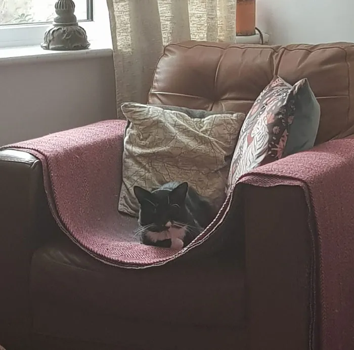  Esa es mi casa, mi comedor y mi sillón. Pero ese no es mi gato. De hecho, no es el gato de nadie. Es un gato muy salvaje. Aun así, es bello