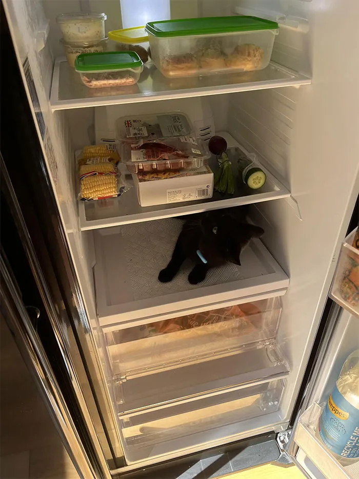 My Fridge, Not My Cat