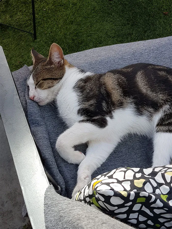 No tiene un solo pensamiento en su mente. No le importa nada en el mundo. Ese es mi jardín y esa es mi silla, pero ese no es mi gato. (Sí, está vivo. Lo revisé)