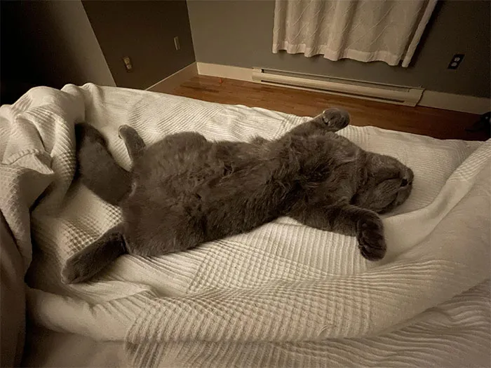 Esta es mi casa, mi habitación y mi cama. Ese no es mi gato